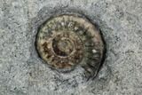 Fossil Ammonites (Promicroceras) Plate - Lyme Regis #110724-1